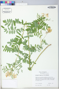 Astragalus neglectus image