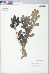 Baptisia australis image