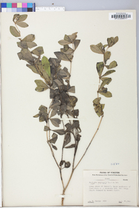 Baptisia australis image