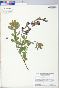 Baptisia australis image