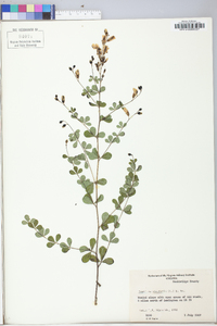 Baptisia tinctoria image