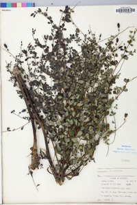 Baptisia tinctoria image