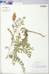 Astragalus canadensis var. canadensis image