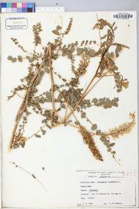 Astragalus canadensis image