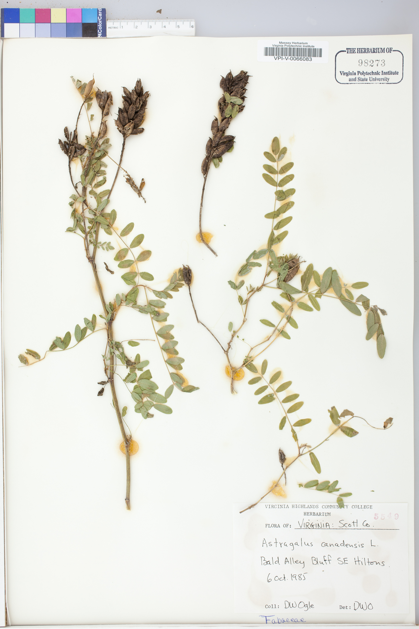 Astragalus canadensis var. canadensis image