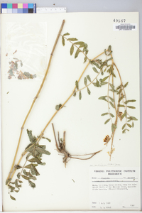 Astragalus canadensis image