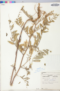 Astragalus canadensis image