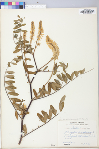 Astragalus canadensis var. canadensis image