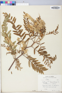 Astragalus canadensis image