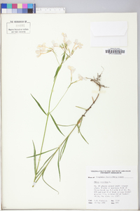 Phlox drummondii image