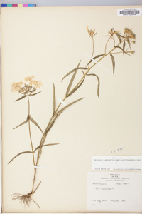 Phlox drummondii image