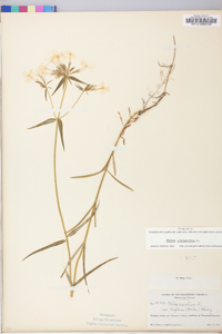 Phlox drummondii image