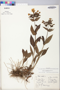 Phlox latifolia image