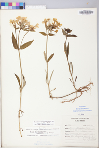 Phlox latifolia image