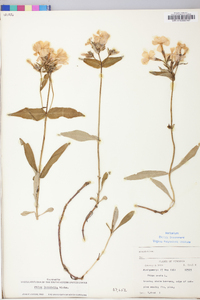 Phlox latifolia image