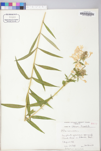 Phlox maculata image