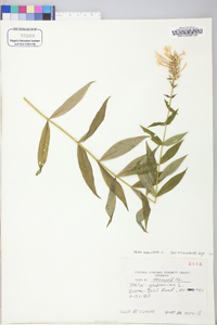 Phlox maculata image