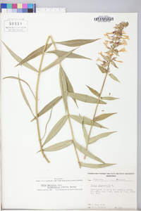 Phlox maculata image