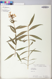 Phlox maculata image