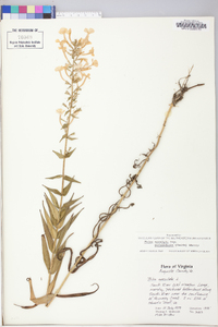 Phlox maculata image