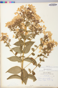 Phlox paniculata image