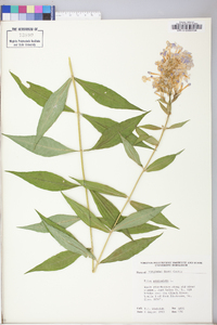 Phlox paniculata image