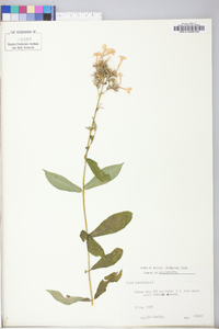 Phlox paniculata image