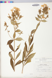 Phlox paniculata image