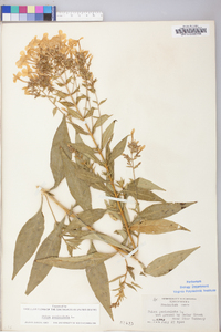 Phlox paniculata image