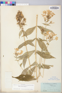 Phlox paniculata image