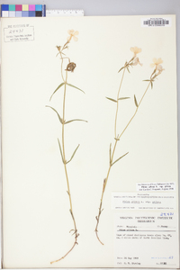 Phlox paniculata image