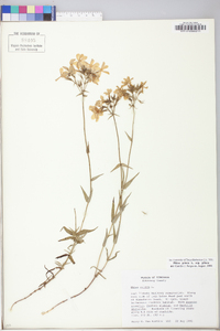 Phlox paniculata image