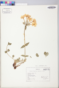 Phlox stolonifera image