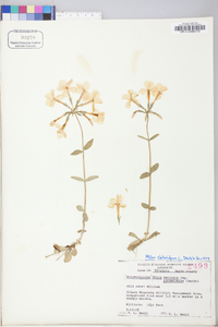 Phlox stolonifera image