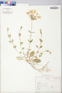 Phlox stolonifera image