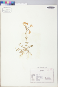 Phlox stolonifera image