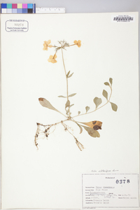 Phlox stolonifera image