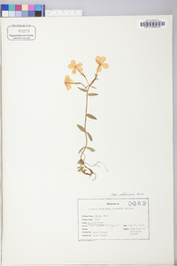 Phlox stolonifera image