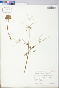 Ranunculus allegheniensis image