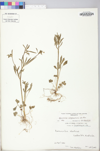 Ranunculus allegheniensis image