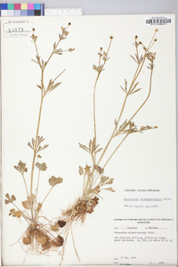 Ranunculus allegheniensis image