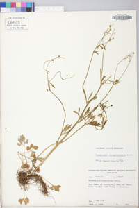 Ranunculus allegheniensis image