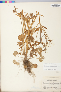 Ranunculus allegheniensis image