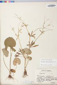 Ranunculus allegheniensis image