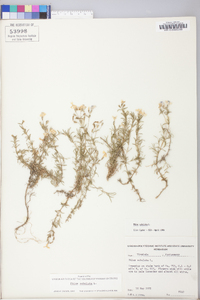 Phlox subulata image