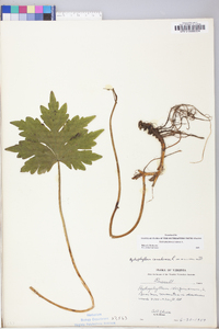 Hydrophyllum canadense image