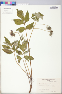 Hydrophyllum virginianum image