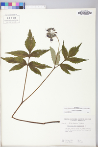 Hydrophyllum virginianum image