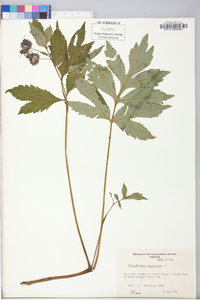 Hydrophyllum virginianum image