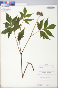 Hydrophyllum virginianum image